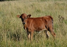 Romans x Bella Baretta Heifer